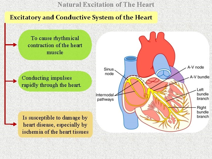 Natural Excitation of The Heart Excitatory and Conductive System of the Heart To cause