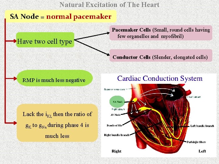 Natural Excitation of The Heart SA Node = normal pacemaker Have two cell type