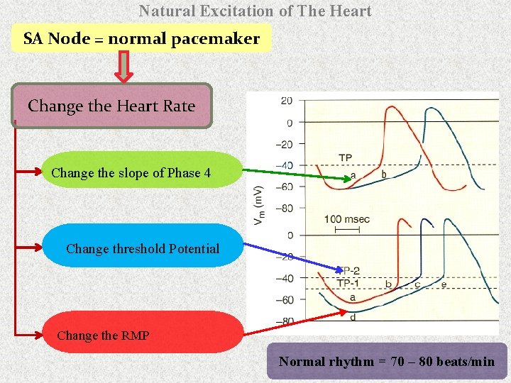 Natural Excitation of The Heart SA Node = normal pacemaker Change the Heart Rate