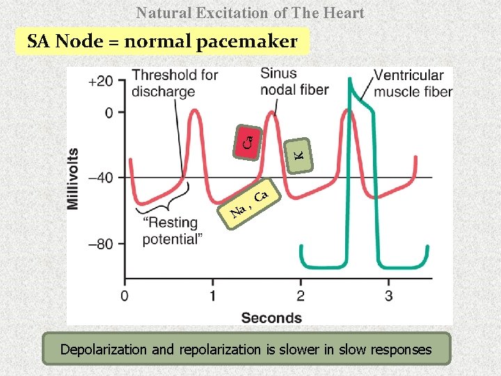 Natural Excitation of The Heart K Ca SA Node = normal pacemaker N Ca