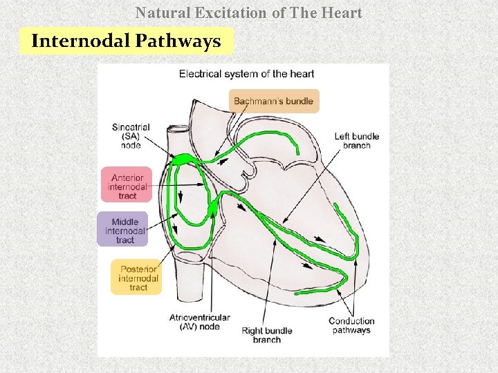 Natural Excitation of The Heart Internodal Pathways 