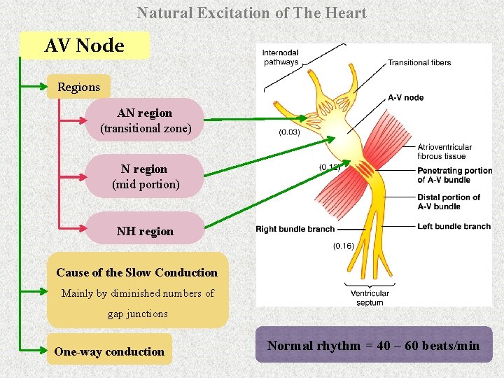 Natural Excitation of The Heart AV Node Regions AN region (transitional zone) N region