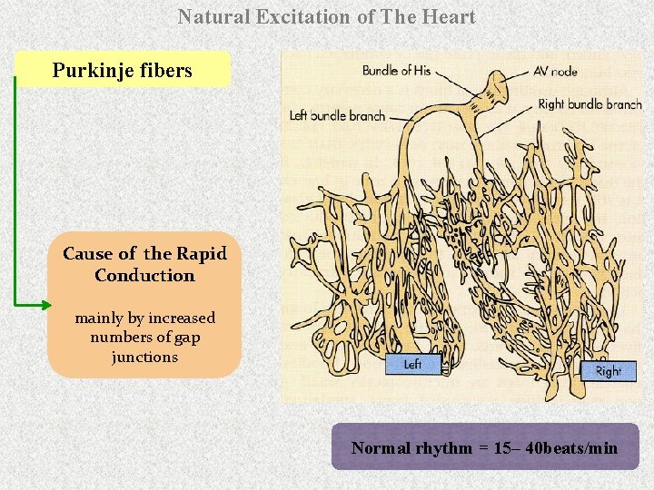 Natural Excitation of The Heart Purkinje fibers Cause of the Rapid Conduction mainly by