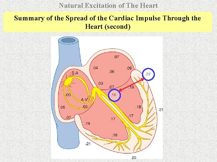 Natural Excitation of The Heart Summary of the Spread of the Cardiac Impulse Through