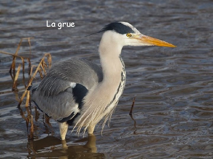 La grue 