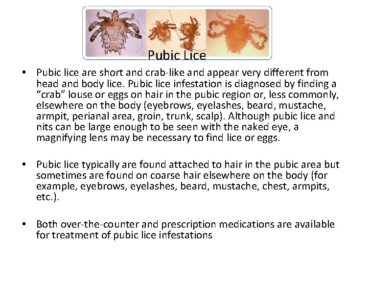 Pubic Lice • Pubic lice are short and crab-like and appear very different from