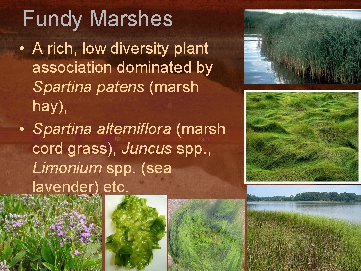 Fundy Marshes • A rich, low diversity plant association dominated by Spartina patens (marsh