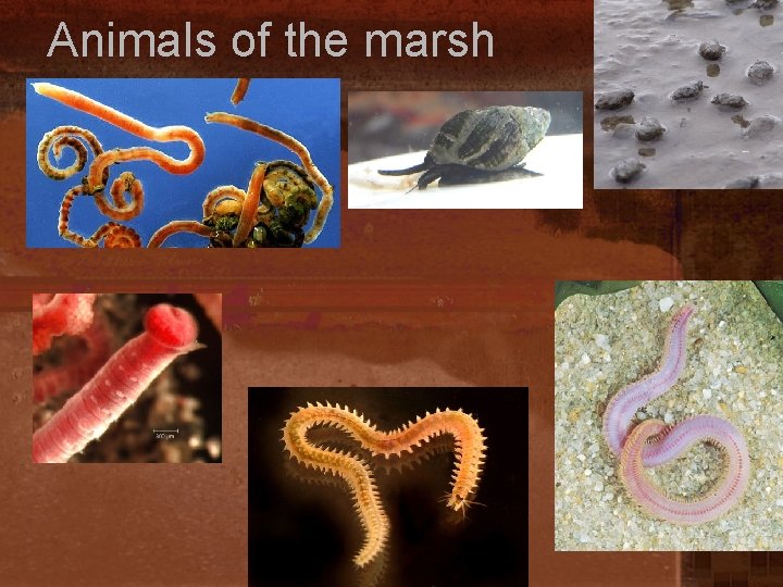 Animals of the marsh 