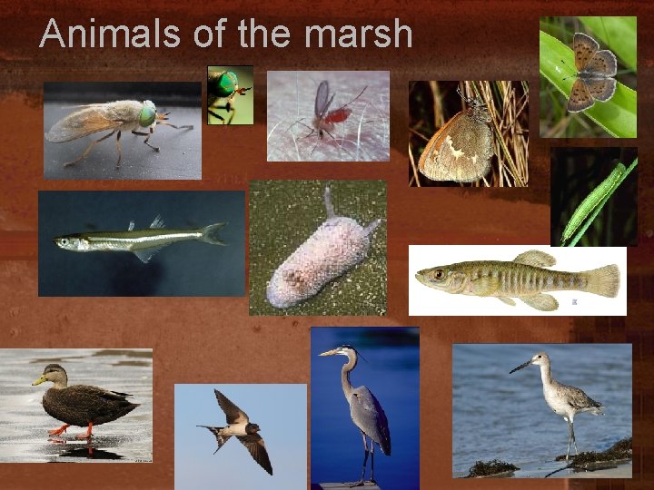 Animals of the marsh 