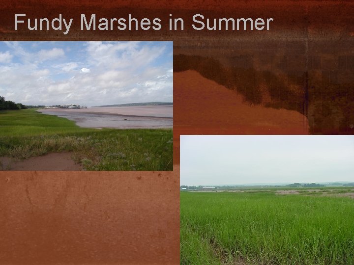 Fundy Marshes in Summer 