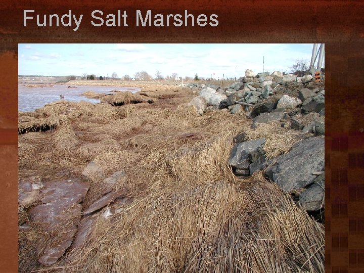 Fundy Salt Marshes 