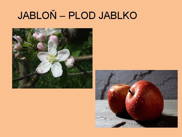 JABLOŇ – PLOD JABLKO 