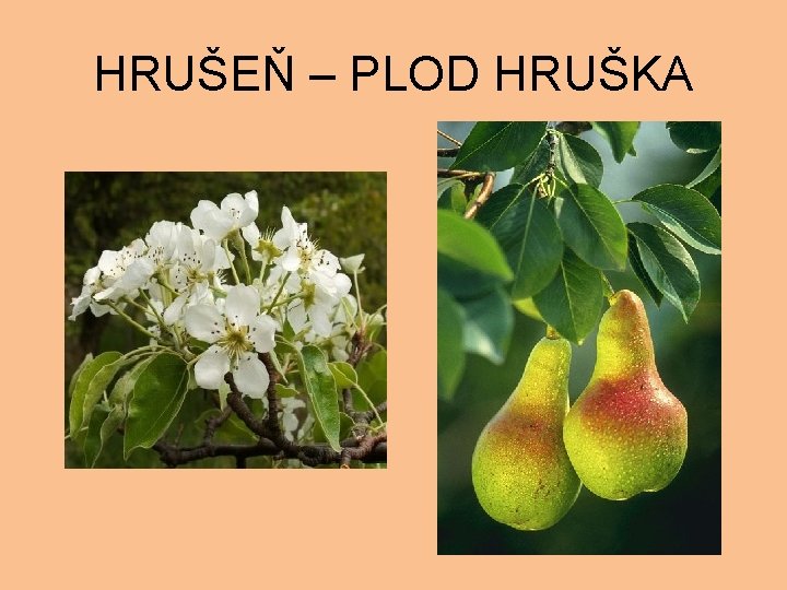 HRUŠEŇ – PLOD HRUŠKA 