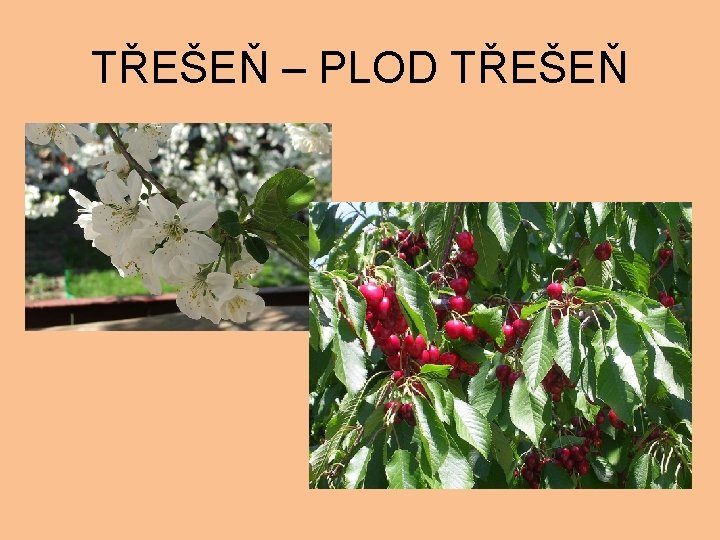 TŘEŠEŇ – PLOD TŘEŠEŇ 