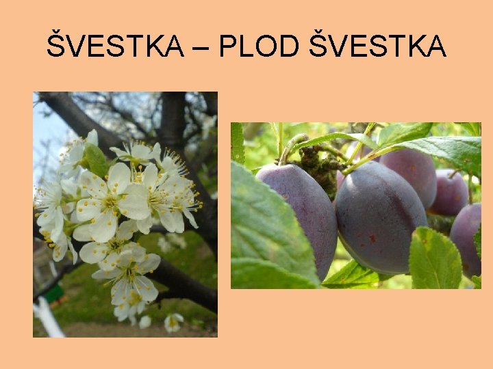 ŠVESTKA – PLOD ŠVESTKA 