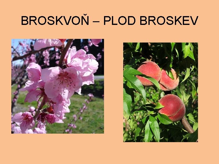 BROSKVOŇ – PLOD BROSKEV 