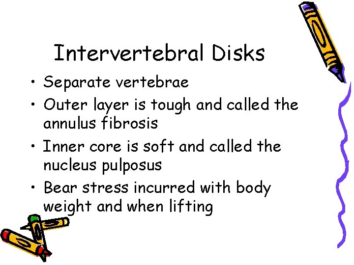 Intervertebral Disks • Separate vertebrae • Outer layer is tough and called the annulus