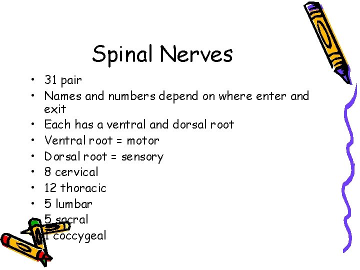 Spinal Nerves • 31 pair • Names and numbers depend on where enter and