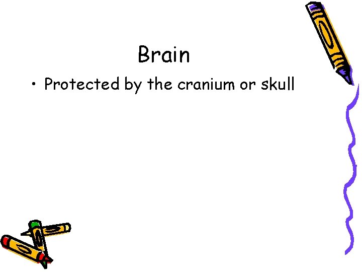 Brain • Protected by the cranium or skull 