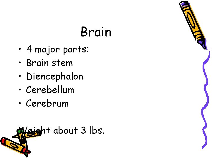 Brain • • • 4 major parts: Brain stem Diencephalon Cerebellum Cerebrum Weight about
