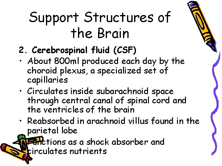 Support Structures of the Brain 2. Cerebrospinal fluid (CSF) • About 800 ml produced