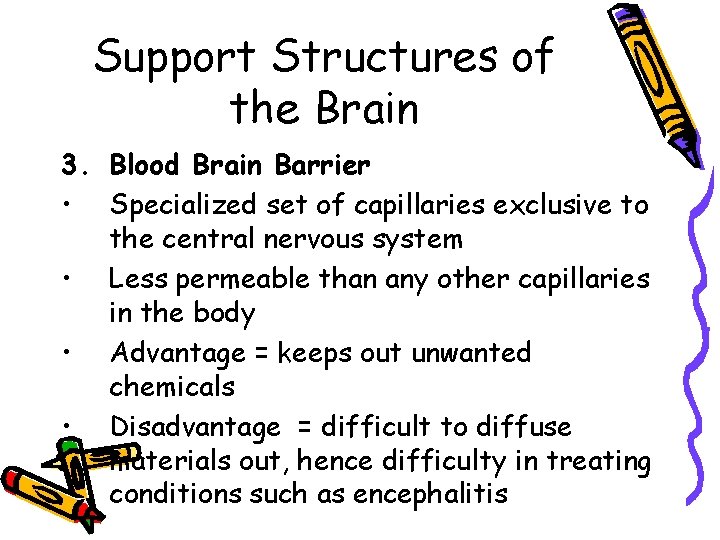 Support Structures of the Brain 3. Blood Brain Barrier • Specialized set of capillaries