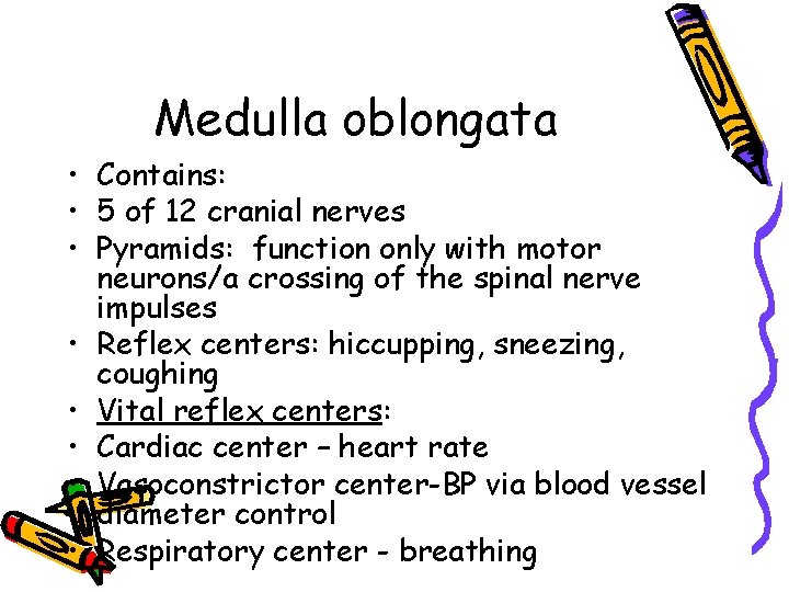 Medulla oblongata • Contains: • 5 of 12 cranial nerves • Pyramids: function only