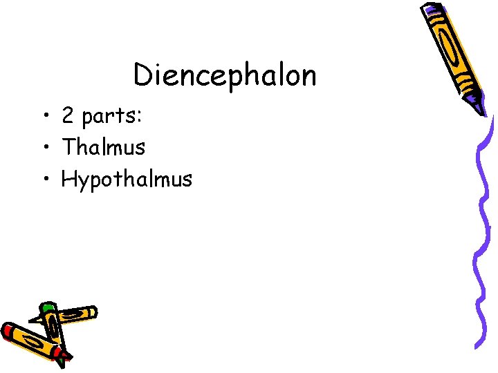Diencephalon • 2 parts: • Thalmus • Hypothalmus 