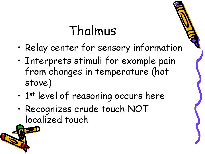 Thalmus • Relay center for sensory information • Interprets stimuli for example pain from