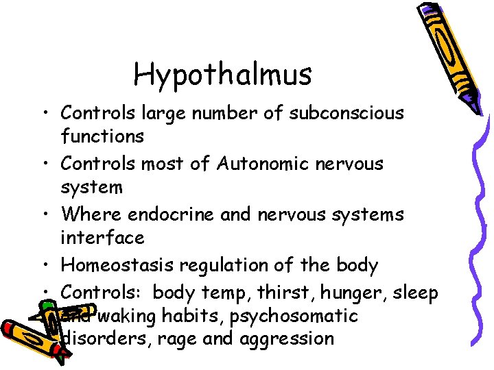 Hypothalmus • Controls large number of subconscious functions • Controls most of Autonomic nervous