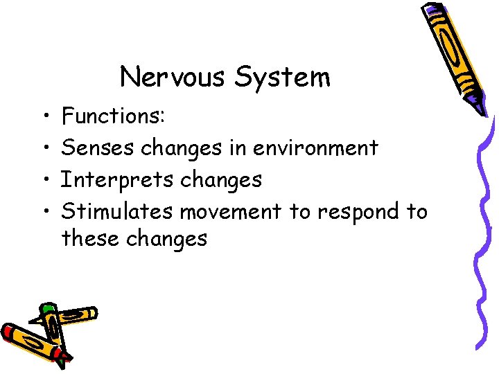 Nervous System • • Functions: Senses changes in environment Interprets changes Stimulates movement to