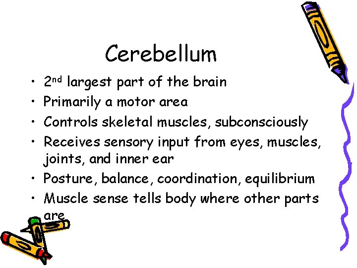 Cerebellum • • 2 nd largest part of the brain Primarily a motor area