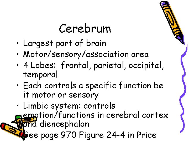 Cerebrum • Largest part of brain • Motor/sensory/association area • 4 Lobes: frontal, parietal,