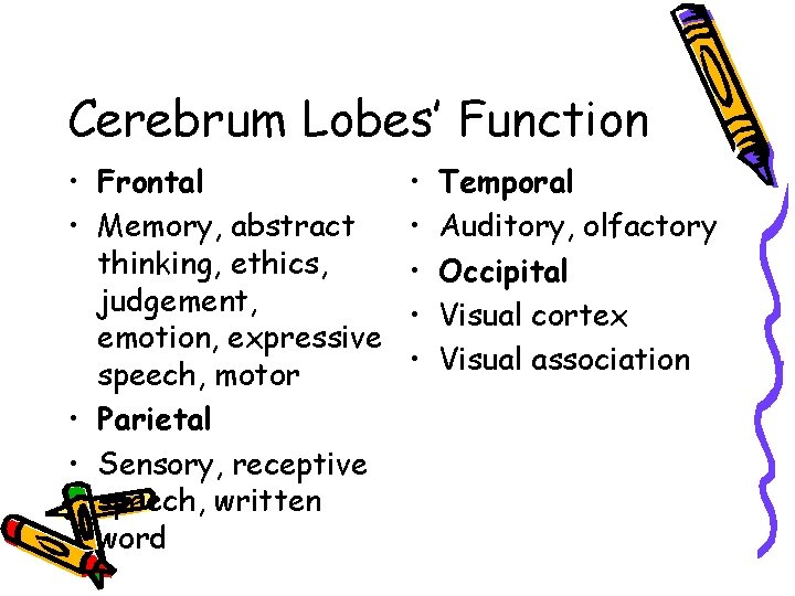 Cerebrum Lobes’ Function • Frontal • Memory, abstract thinking, ethics, judgement, emotion, expressive speech,