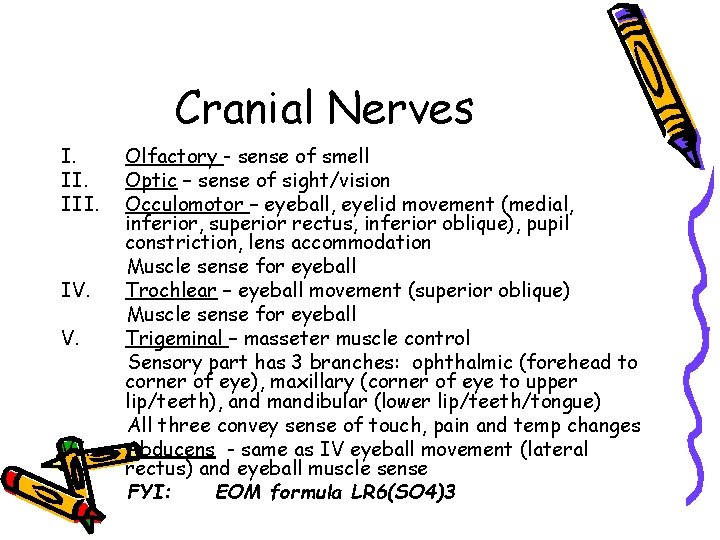 Cranial Nerves I. III. IV. V. VI. Olfactory - sense of smell Optic –