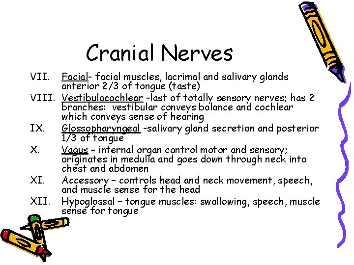 Cranial Nerves VII. Facial- facial muscles, lacrimal and salivary glands anterior 2/3 of tongue