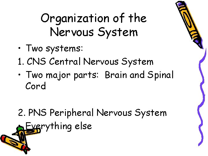 Organization of the Nervous System • Two systems: 1. CNS Central Nervous System •
