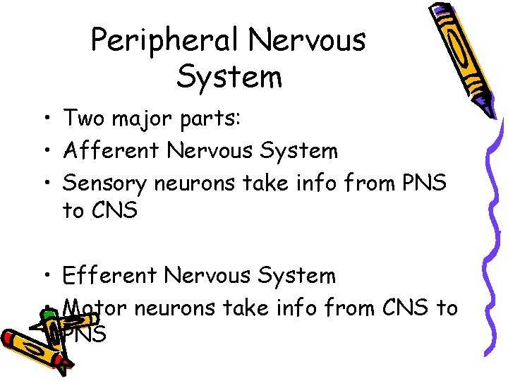Peripheral Nervous System • Two major parts: • Afferent Nervous System • Sensory neurons