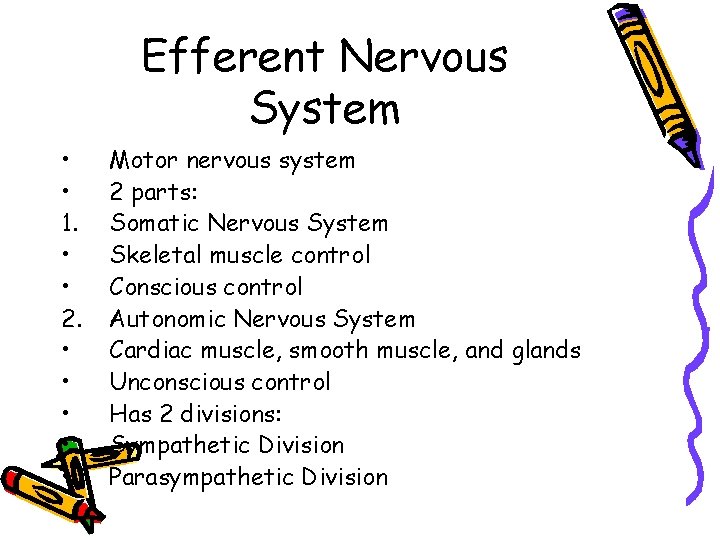 Efferent Nervous System • • 1. • • 2. • • • Motor nervous
