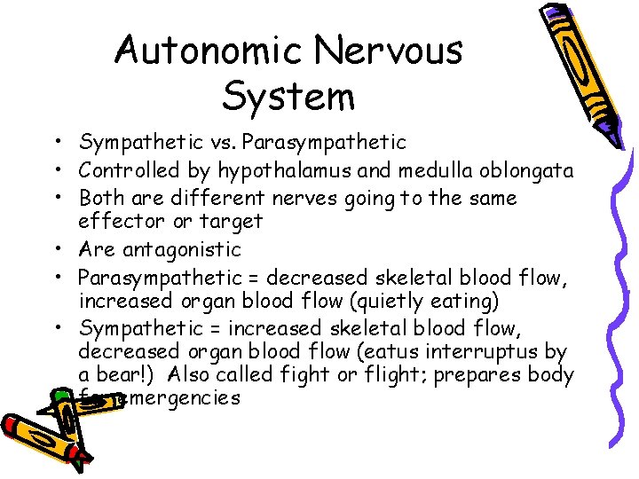 Autonomic Nervous System • Sympathetic vs. Parasympathetic • Controlled by hypothalamus and medulla oblongata