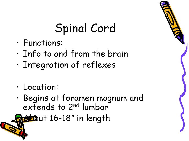 Spinal Cord • Functions: • Info to and from the brain • Integration of