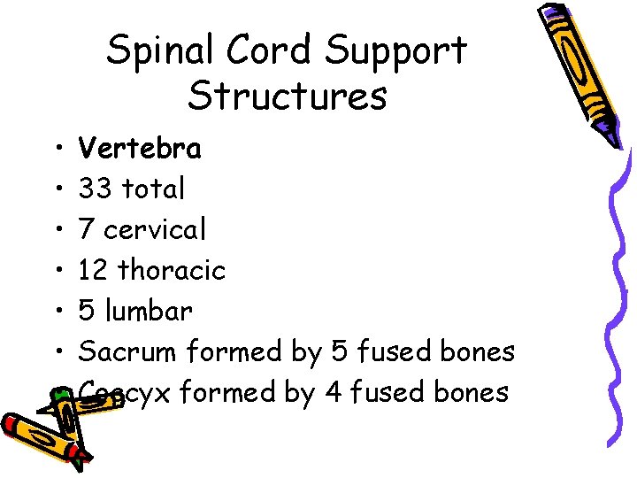 Spinal Cord Support Structures • • Vertebra 33 total 7 cervical 12 thoracic 5