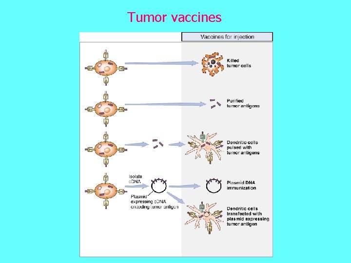 Tumor vaccines 