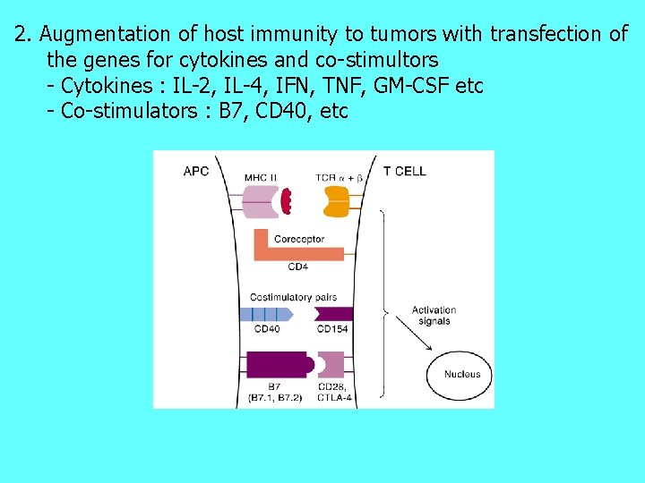 2. Augmentation of host immunity to tumors with transfection of the genes for cytokines