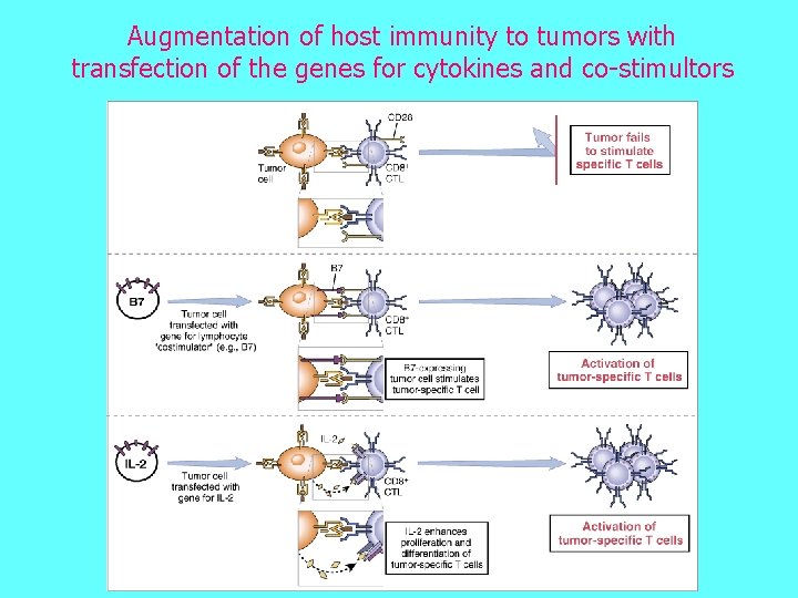 Augmentation of host immunity to tumors with transfection of the genes for cytokines and