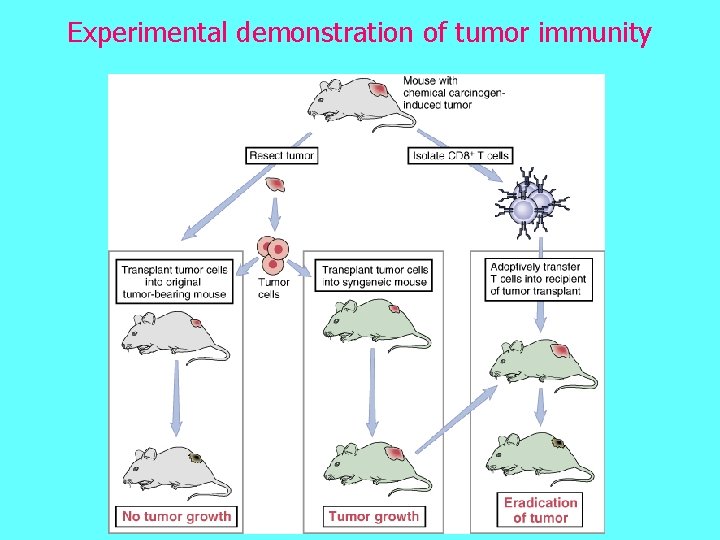 Experimental demonstration of tumor immunity 