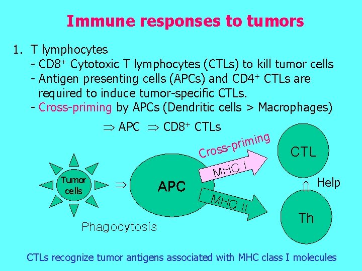 Immune responses to tumors 1. T lymphocytes - CD 8+ Cytotoxic T lymphocytes (CTLs)