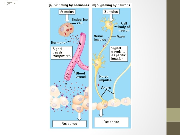 Figure 32. 9 (a) Signaling by hormones (b) Signaling by neurons Stimulus Endocrine cell
