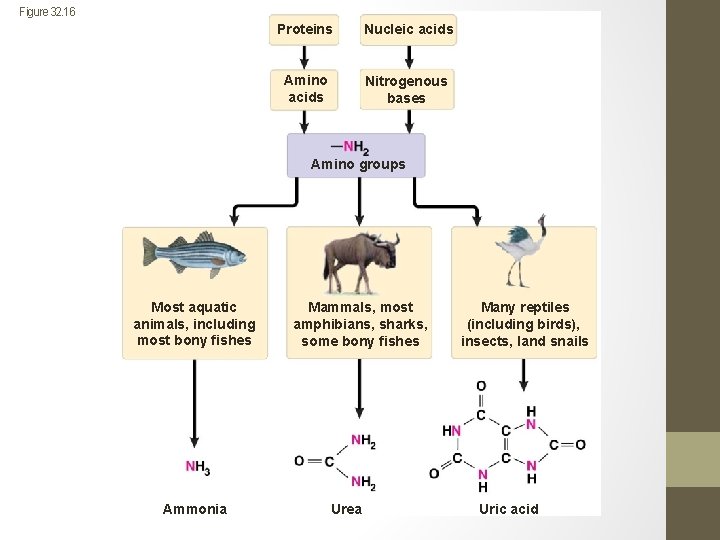 Figure 32. 16 Proteins Nucleic acids Amino acids Nitrogenous bases Amino groups Most aquatic