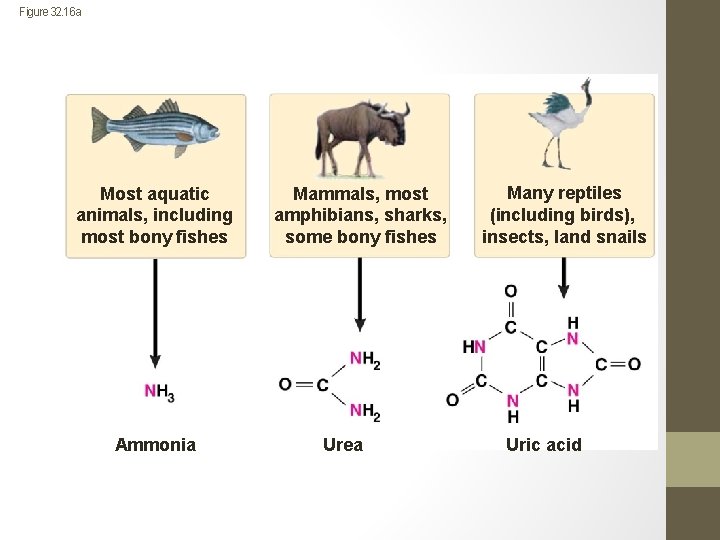 Figure 32. 16 a Most aquatic animals, including most bony fishes Ammonia Mammals, most